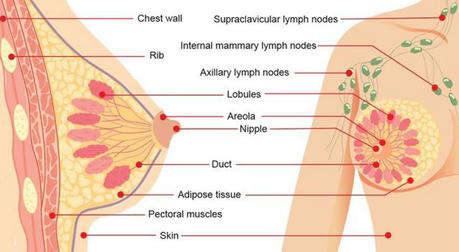 Symptoms and Early Signs of Estrogen Receptor Positive Breast Cancer: Signals You Can't Ignore